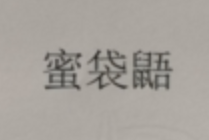 蜜袋鼯