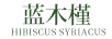 藍木槿