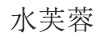 水芙蓉