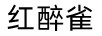 紅醉雀