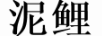 泥鯉