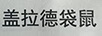 蓋拉德袋鼠
