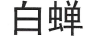 白蟬