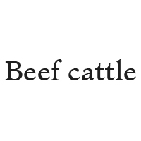 beef cattle