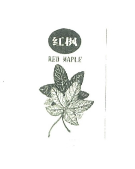 紅楓（RED MAPLE）
