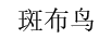 斑布鳥(niǎo)