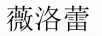 薇洛蕾