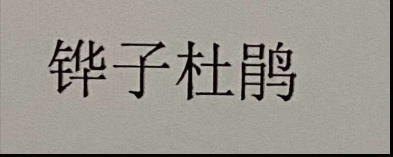 鏵子杜鵑