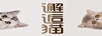 邂逅貓