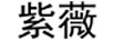 紫薇