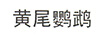黃尾鸚鵡