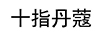 十指丹蔻
