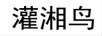 灌湘鳥