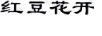 紅豆花開