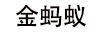 金螞蟻