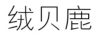 絨貝鹿