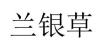 蘭銀草