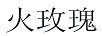 火玫瑰