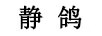 靜鴿（quiet dove）