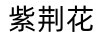 紫荊花