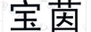 寶茵