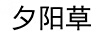 夕陽草