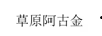 草原阿古金