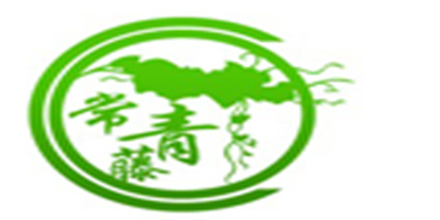 常青藤