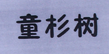 童杉樹