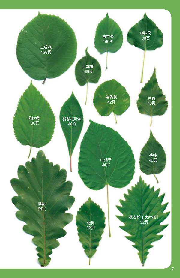 普通形·锯齿缘·落叶树3