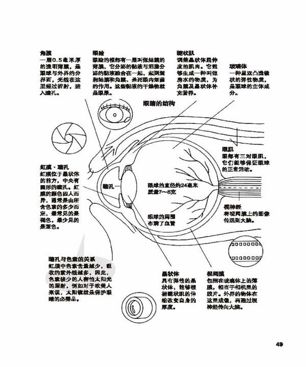 全图解人体说明书:眼睛 观察世界的工具(2) 在线阅读