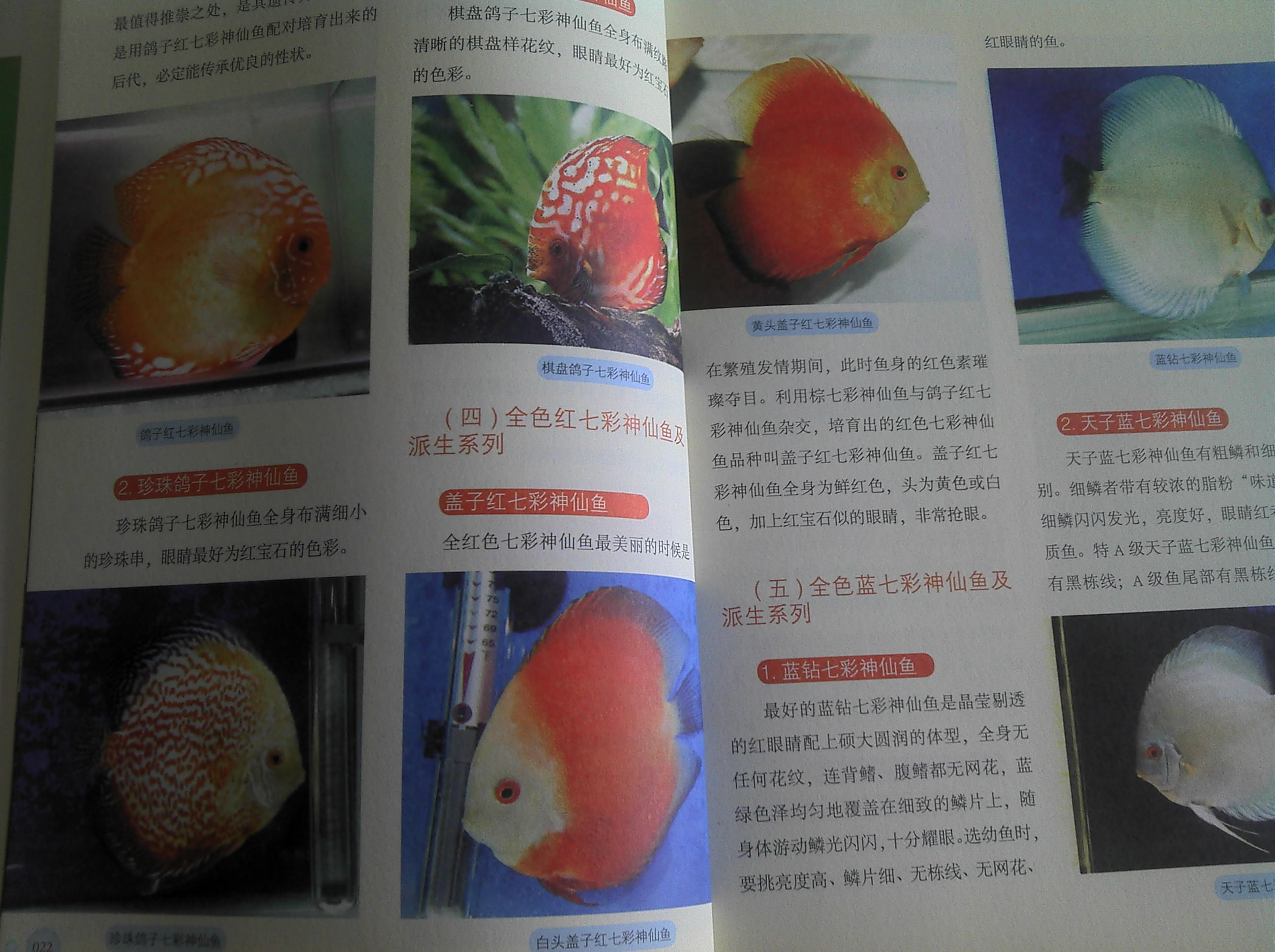 全新七彩神仙魚(yú)飼養(yǎng)手冊(cè) 曬單實(shí)拍圖