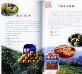 觀賞竹類 曬單實拍圖