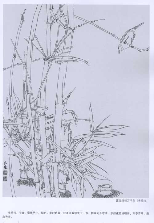 工筆畫(huà)白描教學(xué)示范：竹子畫(huà)稿 曬單實(shí)拍圖