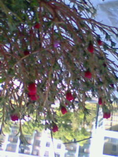 進(jìn)口CD 勛伯格：變形之夜（CD） 曬單實(shí)拍圖