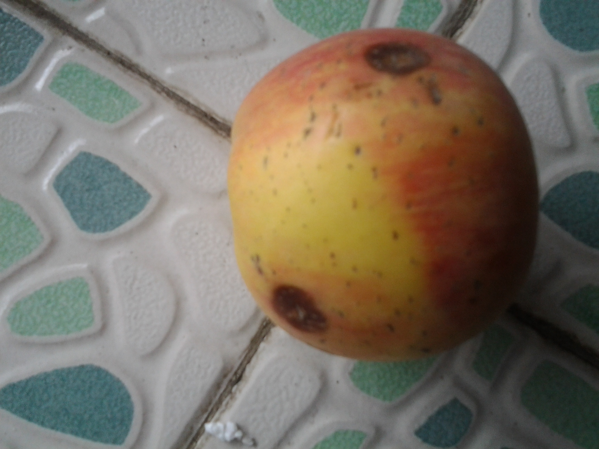 親近母語(yǔ)：日有所誦（小學(xué)五年級）（第三版） 曬單實(shí)拍圖