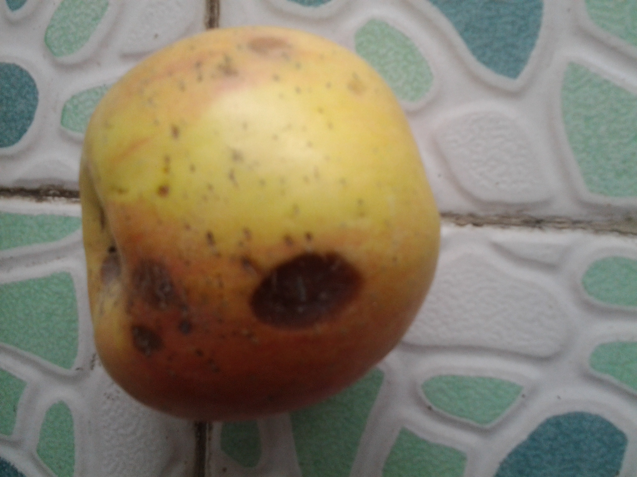 親近母語(yǔ)：日有所誦（小學(xué)五年級）（第三版） 曬單實(shí)拍圖