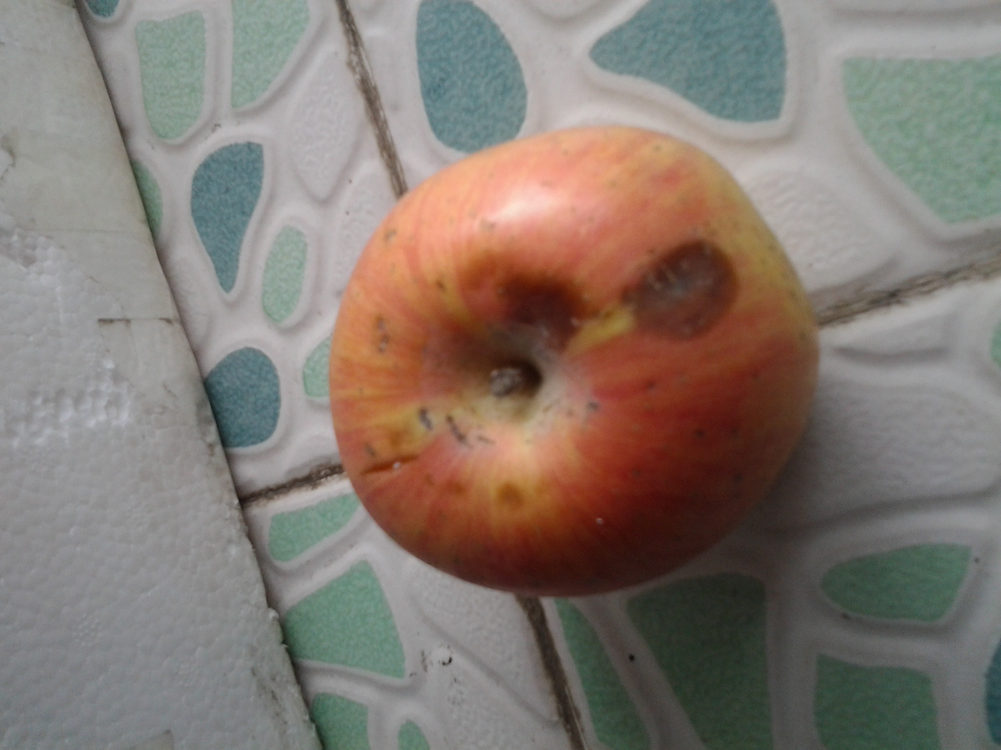 親近母語(yǔ)：日有所誦（小學(xué)五年級）（第三版） 曬單實(shí)拍圖