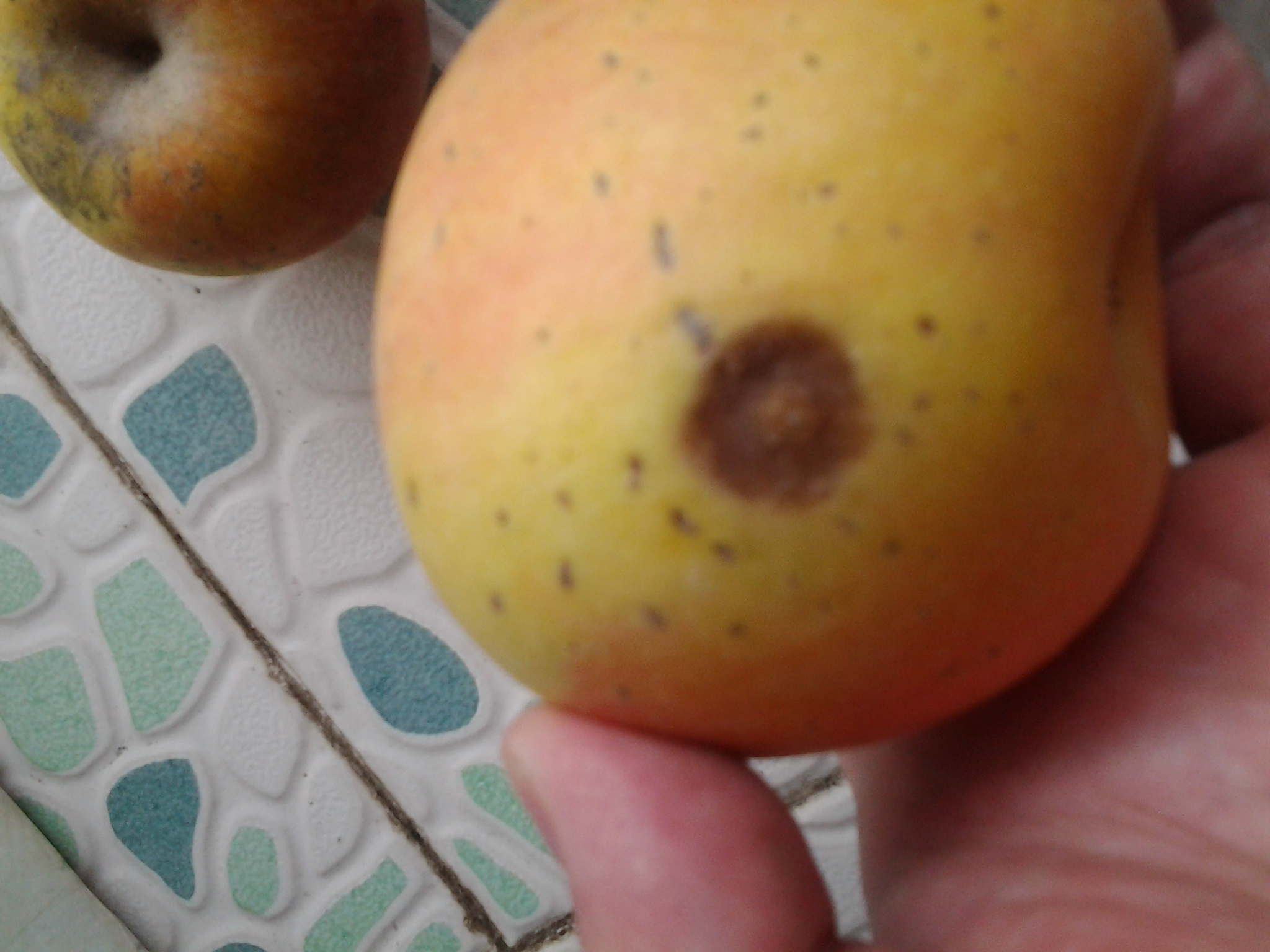 親近母語(yǔ)：日有所誦（小學(xué)五年級）（第三版） 曬單實(shí)拍圖