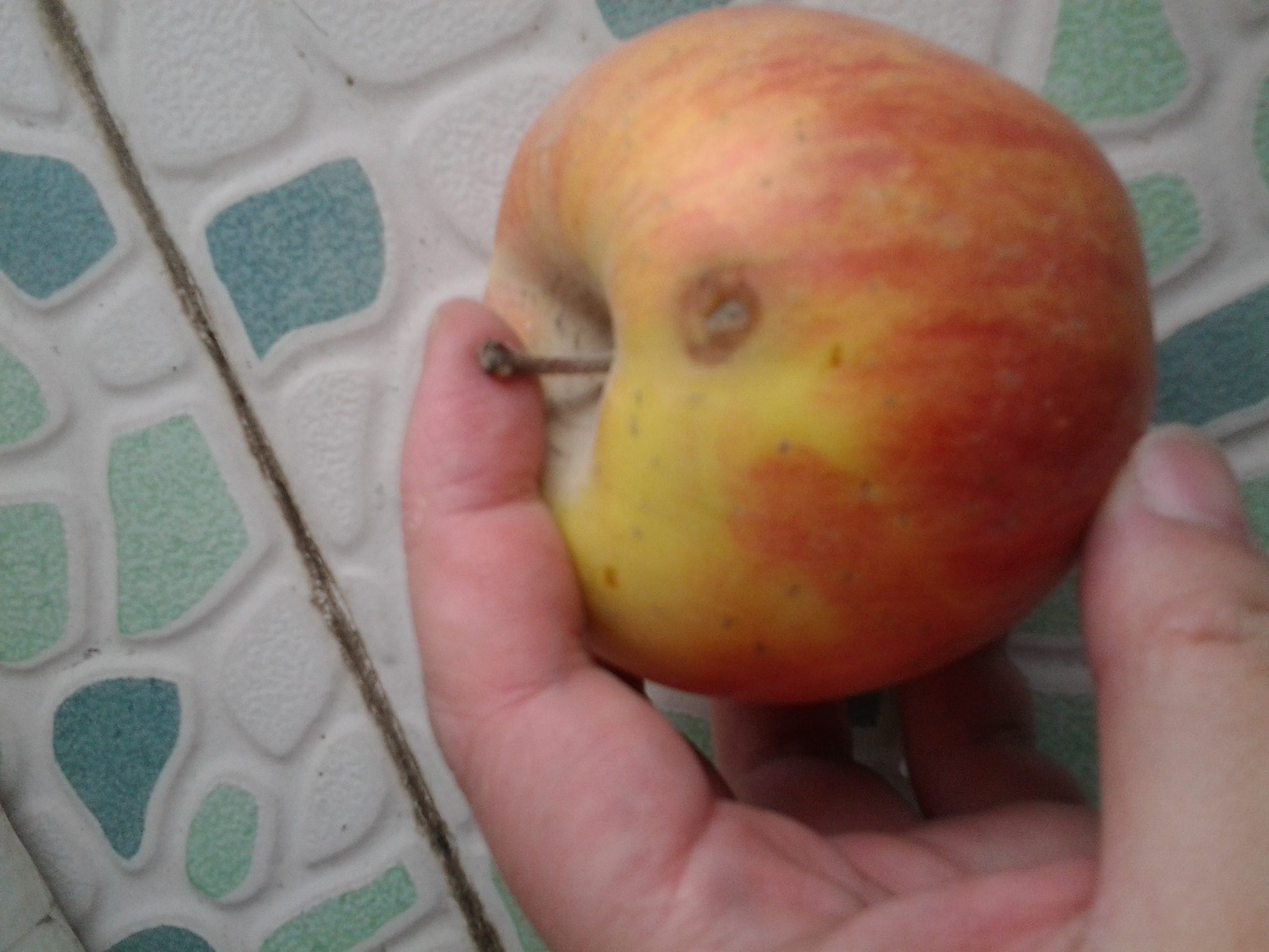 親近母語(yǔ)：日有所誦（小學(xué)五年級）（第三版） 曬單實(shí)拍圖