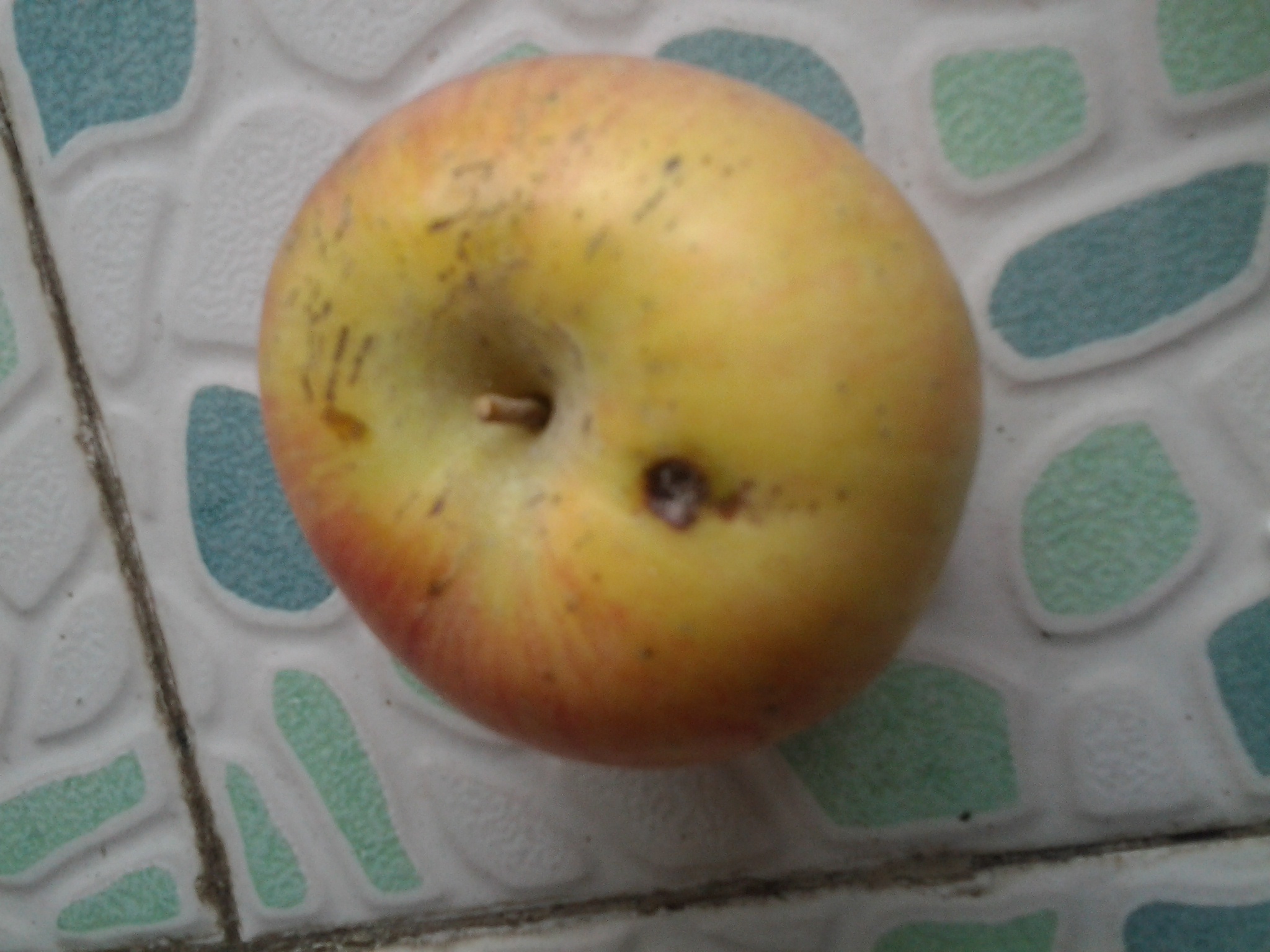 親近母語(yǔ)：日有所誦（小學(xué)五年級）（第三版） 曬單實(shí)拍圖