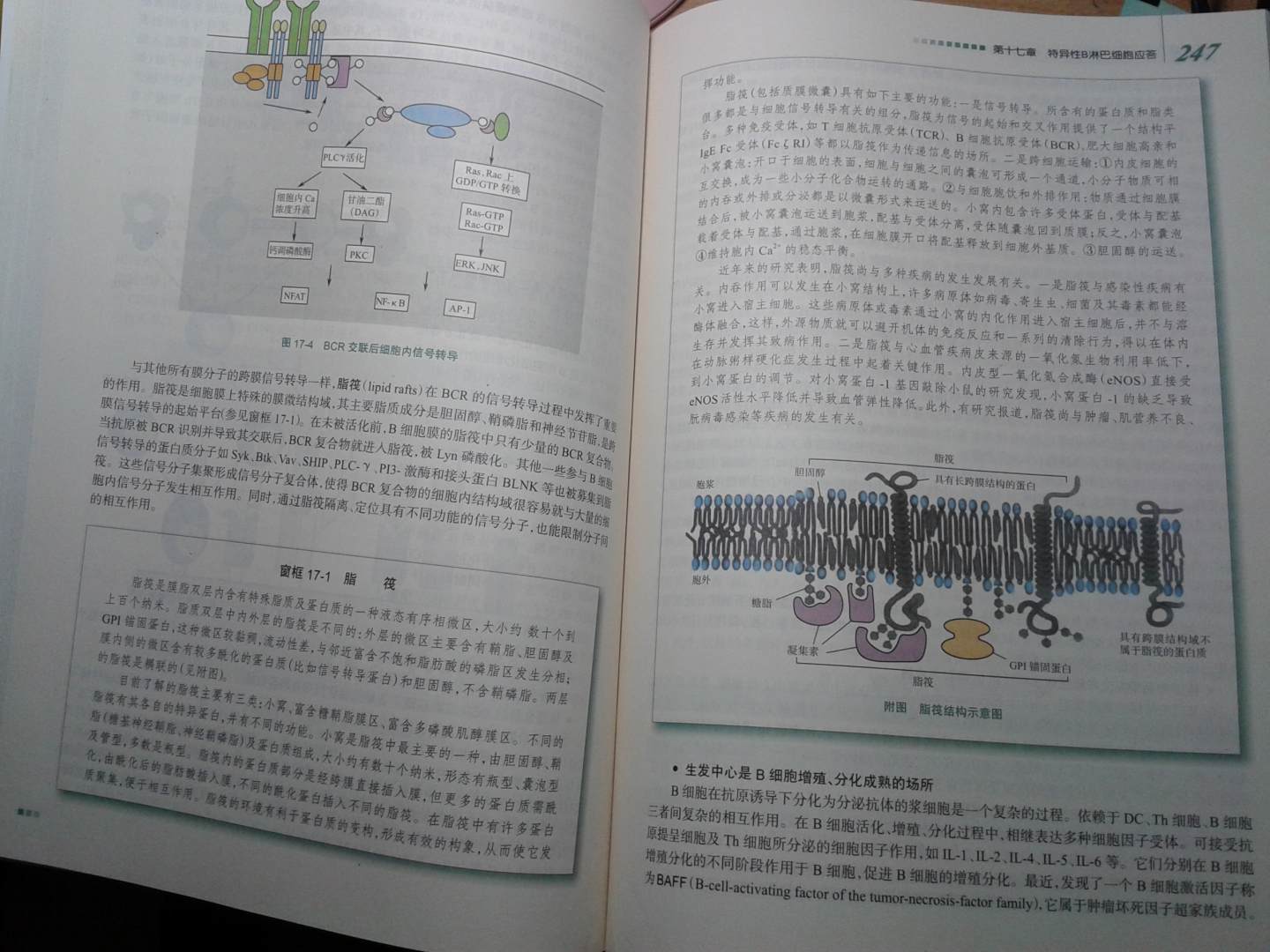 醫學(xué)免疫學(xué) 何維/2版/八年制十一五規劃/供8年制及7年制臨床醫學(xué)等專(zhuān)業(yè)用 曬單實(shí)拍圖