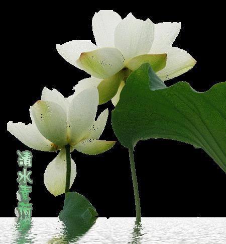 輕松升級：初中作文學(xué)程（7年級） 曬單實(shí)拍圖