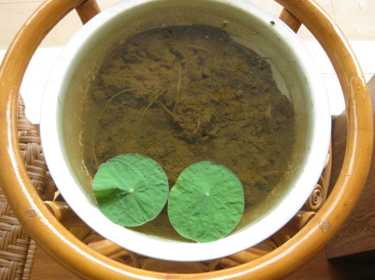 花卉种子 24种最畅销水生植物荷花水莲碗莲种