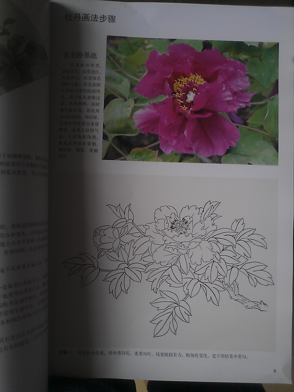 工筆牡丹技法全解 曬單實(shí)拍圖