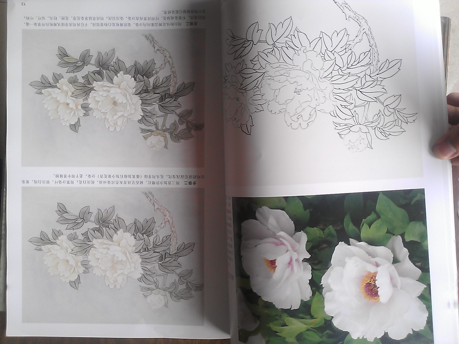 工筆牡丹技法全解 曬單實(shí)拍圖