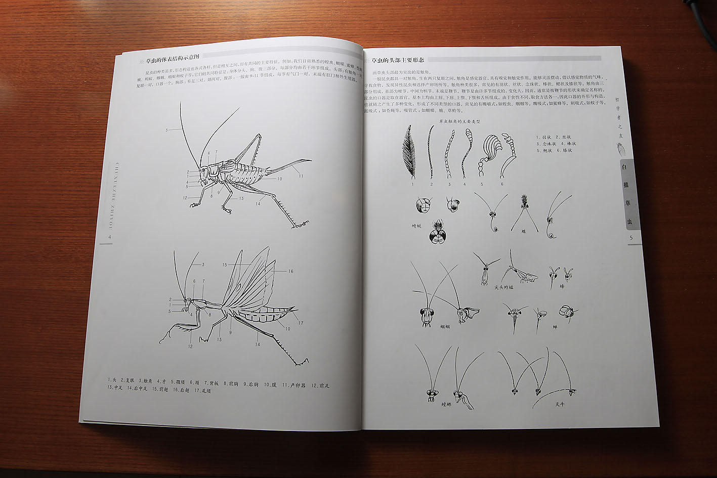 初學(xué)者之友：白描草蟲 曬單實(shí)拍圖