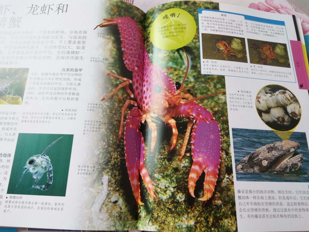 很不错,虽然贵一点,但是基本没有味道,图片色彩鲜艳,内容丰富多彩,配送速度超级快,,一点点小问题,书的一角被撞进去了,不过不影响使用,可以接受