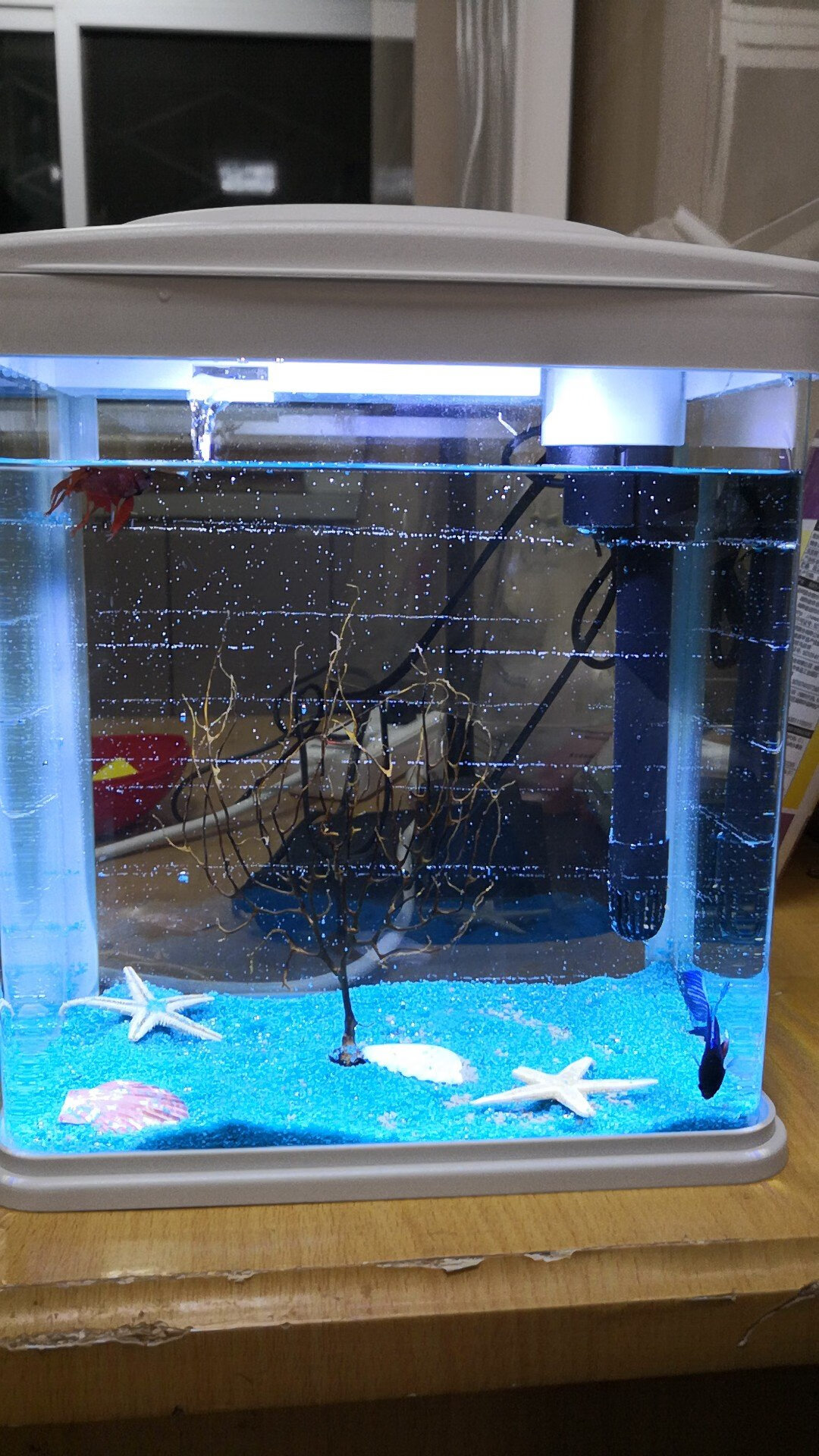 挺不错的小鱼缸,家里小鱼的新家,初学养鱼的好工具