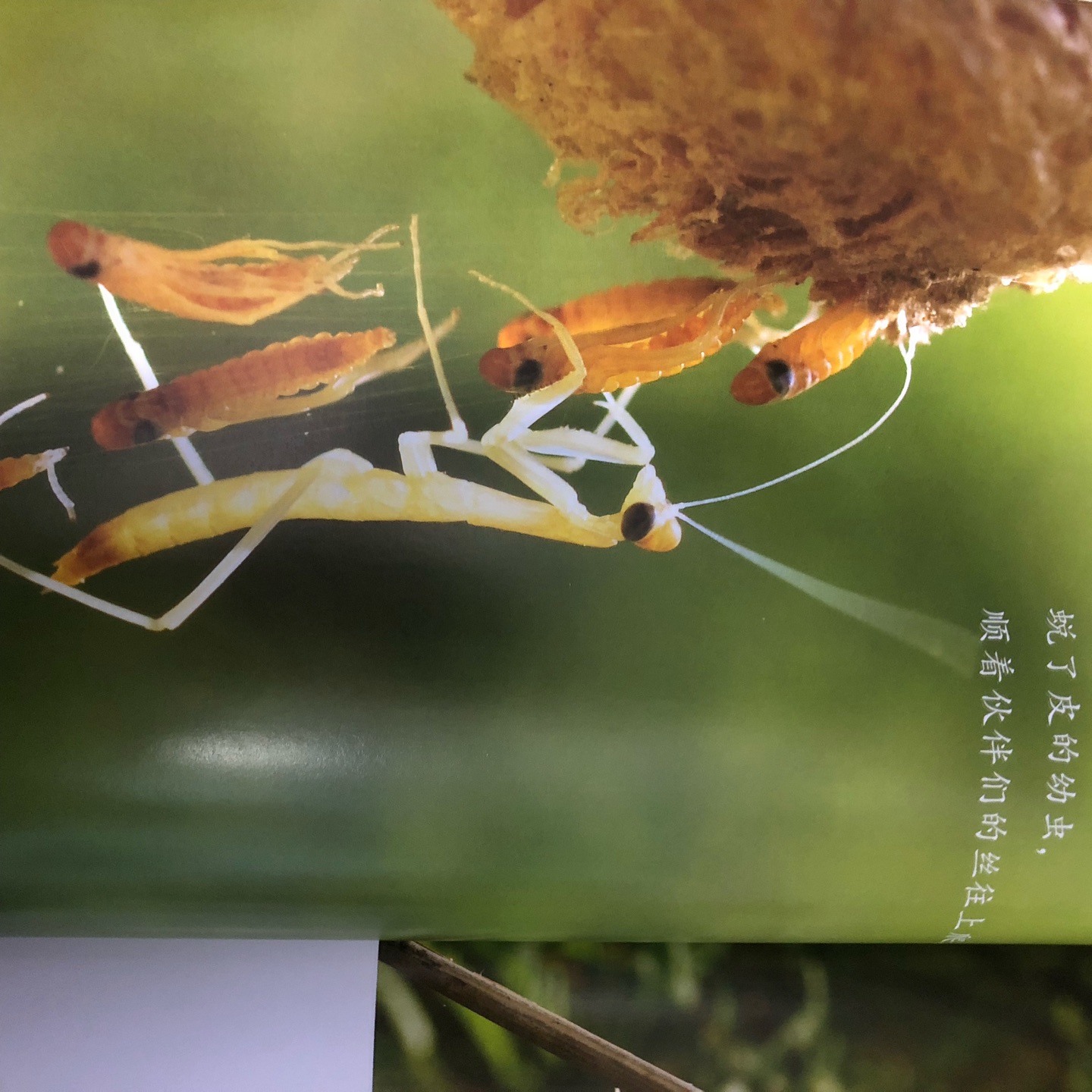 《生命的故事》系列是一套来自日本的著名生物摄影专家献给孩子们的昆虫摄影绘本集,摄影师们经过长期的实地跟踪拍摄,用写真大画面的形式淋漓尽致的展示了可爱的昆虫们产卵——孵化——小生命诞生——生长成熟的整个生长过程。那些栩栩如生的大画面写真图片生动而细致到令人感动。摄影师们或微观近拍、或宏观远景,用独特的视角收藏了小昆虫们生长的每一个精彩的瞬间,生生不息的大自然中生命独特而非凡的闪光点被一一收录。在每一册中,作者都会用忍不住怜爱的语气写道:“长啊长啊,长啊长啊,快快长大吧!”可以说,《生命的故事》揭示了生命之初的惊喜和其动人的生长过程,震撼的写真的图片,简洁而诗意的语言,将艺术欣赏与学习认知的功能融为一体。